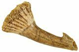 Fossil Sawfish (Onchopristis) Rostral Barb - Morocco #351715-1